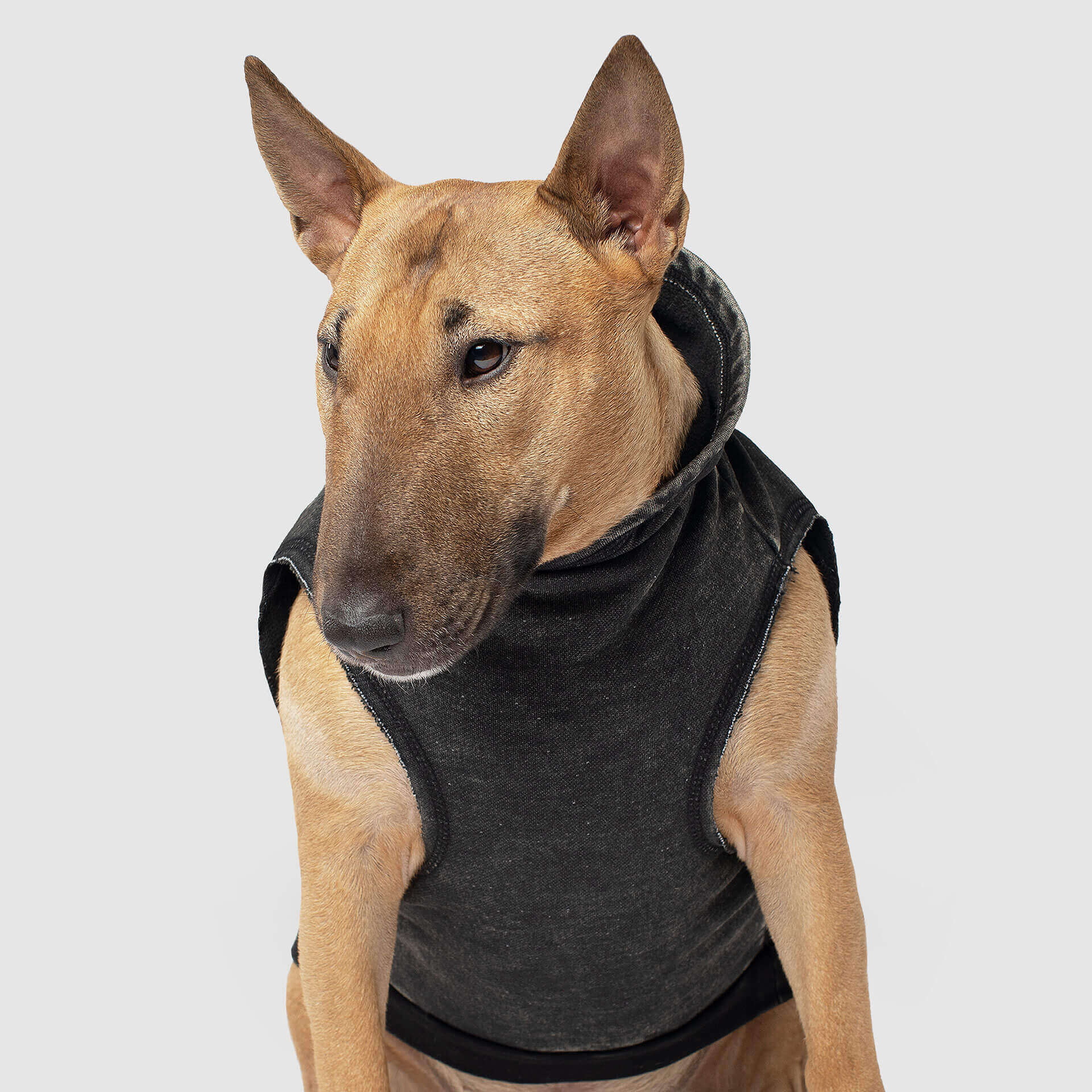 CANADA POOCH | No Authority Hoodie - Image 3