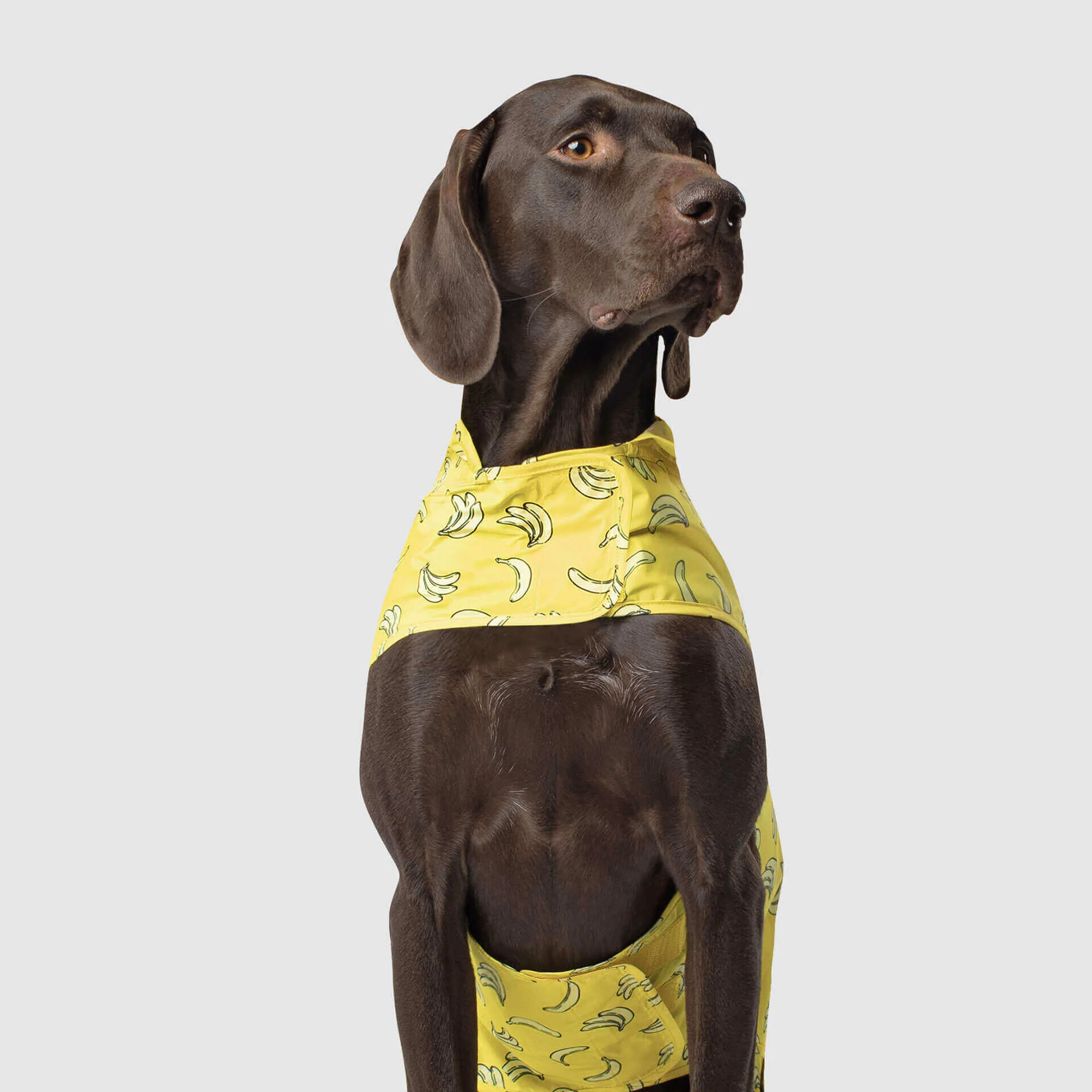 CANADA POOCH | Pick Me Poncho in Bananas - Image 4