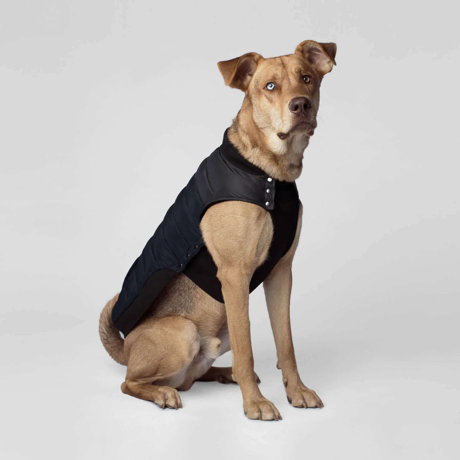 CANADA POOCH | Summit Stretch Vest in Navy (BIG DOG SALE) - Image 2