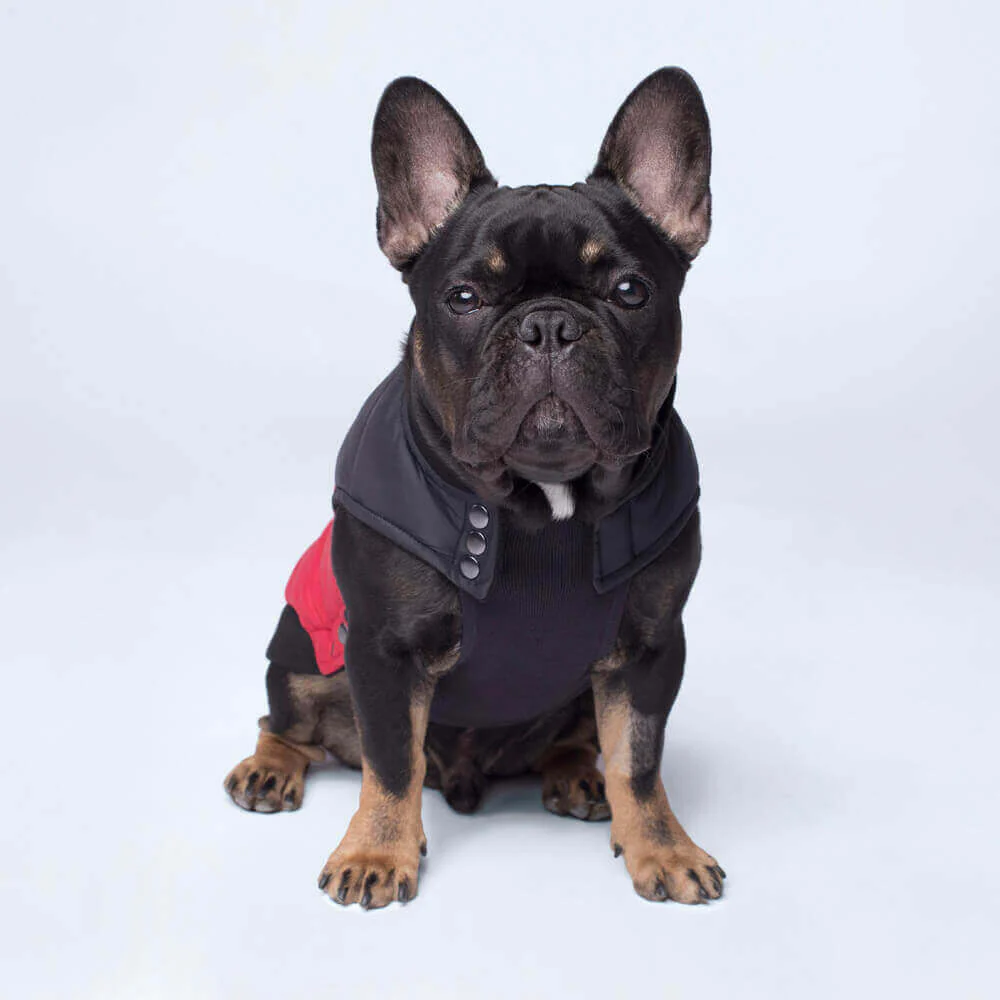 CANADA POOCH | Summit Stretch Vest in Red - Image 4
