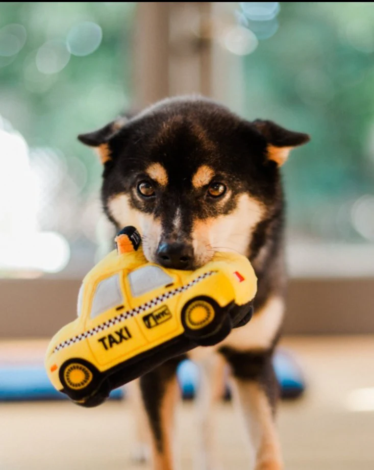 Canine Commute Taxi Plush Crinkle + Squeaky Dog Toy - Image 3