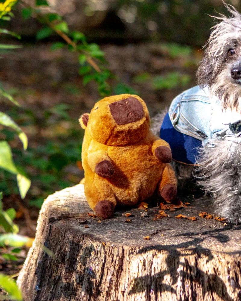 Cappy Squeaker Dog Toy (8")