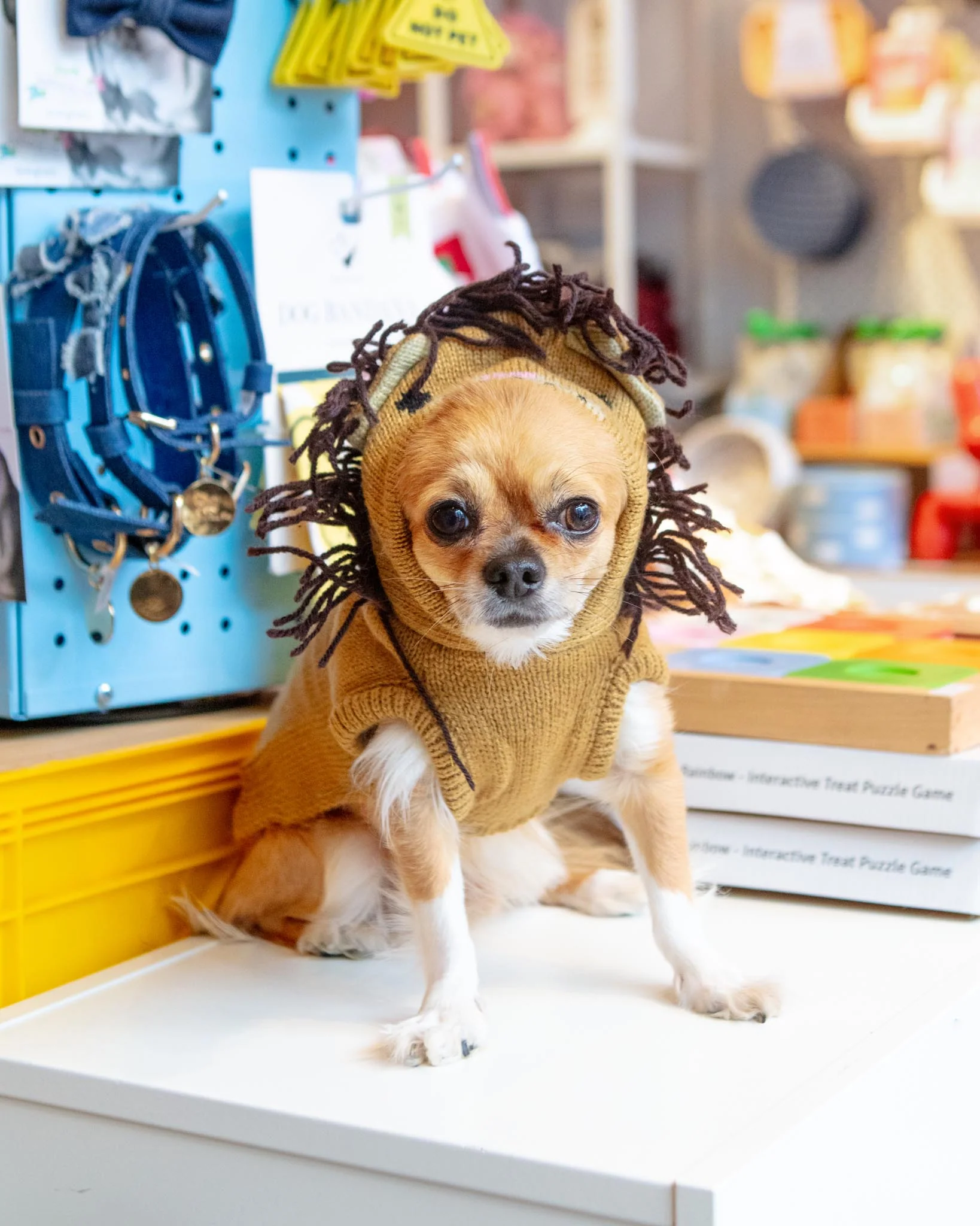 Cecil the Lion Knit Dog Hoodie