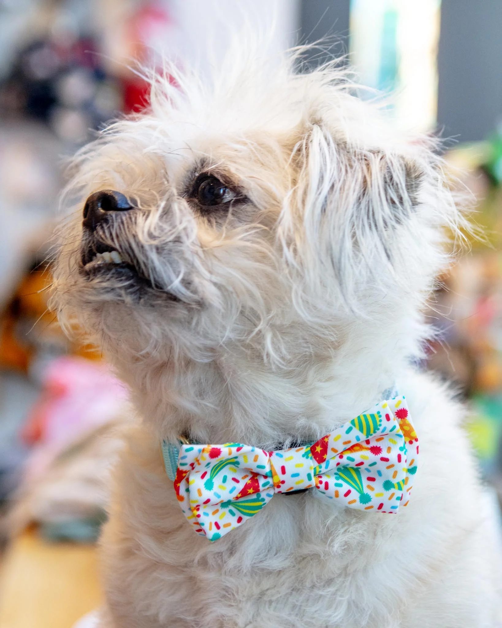 Celebrate Pet Bow Tie
