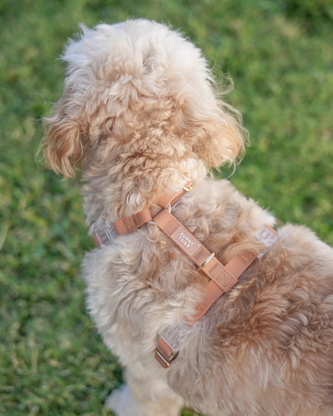 Chai Brown Cloud Lite Dog Harness - Image 7