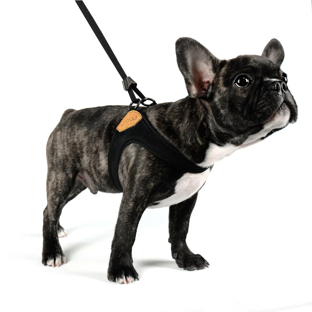 Adjustable Easy Dog Harness in Black - Image 4