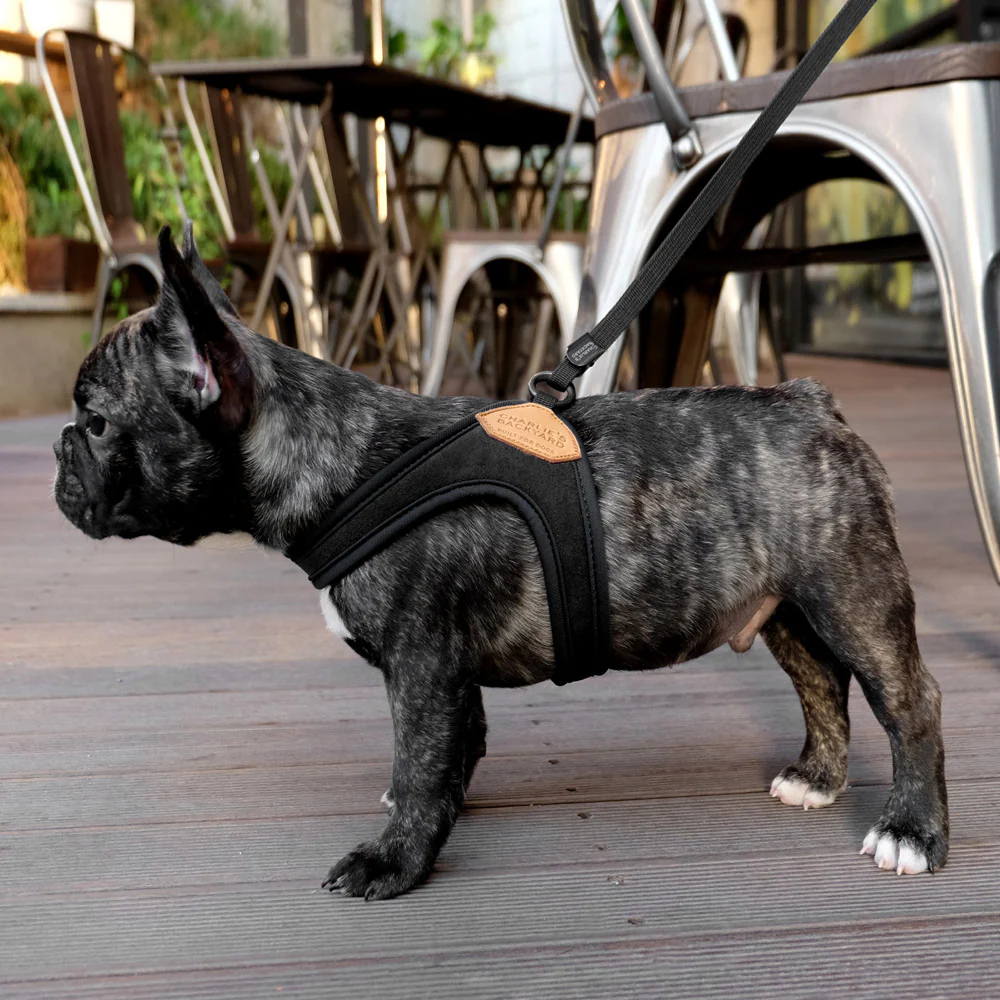 Adjustable Easy Dog Harness in Black - Image 5