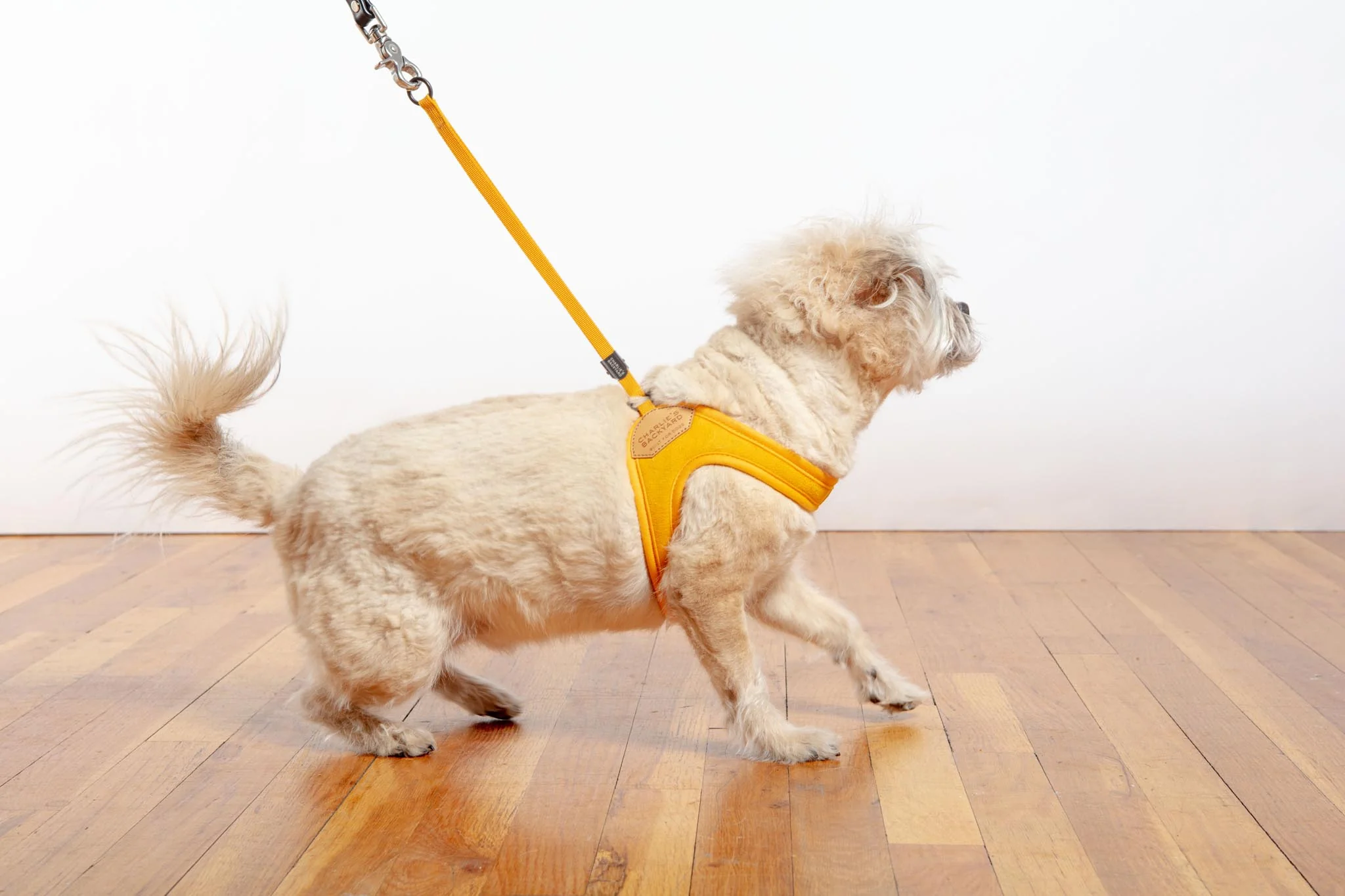 Adjustable Easy Dog Harness in Yellow (Dog & Co. X Charlie's Backyard Exclusive) - Image 3
