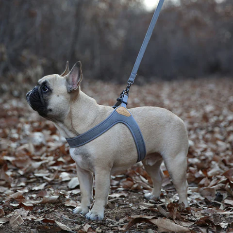 Buckle Up Easy Dog Harness in Gray - Image 4