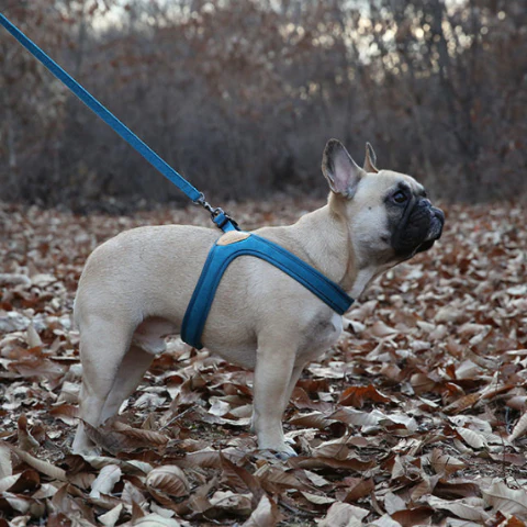 Buckle Up Easy Dog Harness in Teal - Image 5
