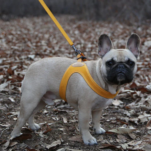 Buckle Up Easy Dog Harness in Yellow - Image 7