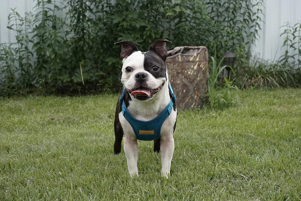Comfort Dog Harness in Teal - Image 11