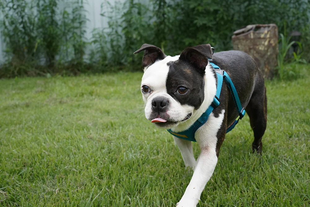 Comfort Dog Harness in Teal - Image 9