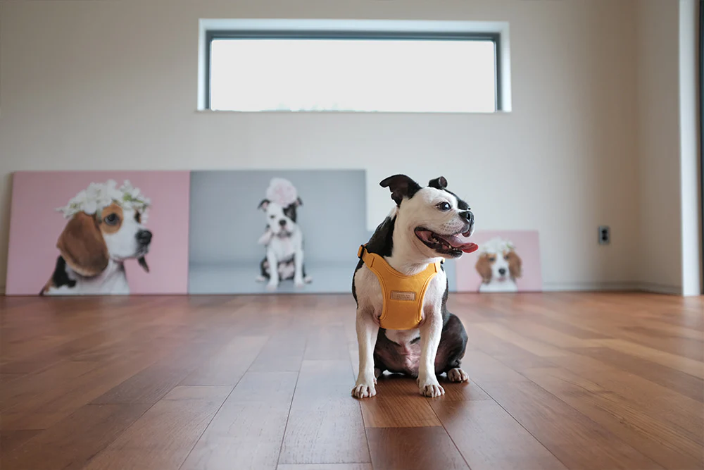 Comfort Dog Harness in Yellow - Image 9