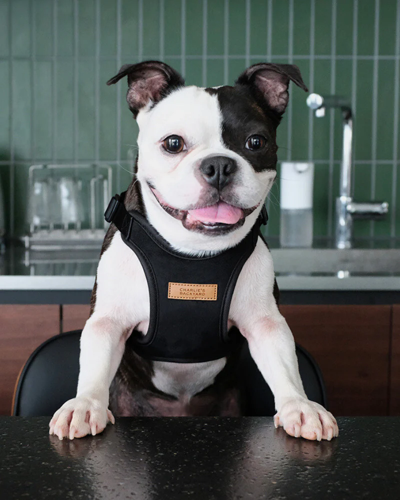 Comfort Dog Harness in Black - Image 2