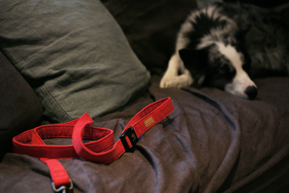 CHARLIE'S BACKYARD | Field Leash in Red - Image 8
