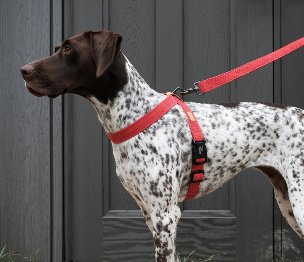 CHARLIE'S BACKYARD | Field X-Harness in Red - Image 2