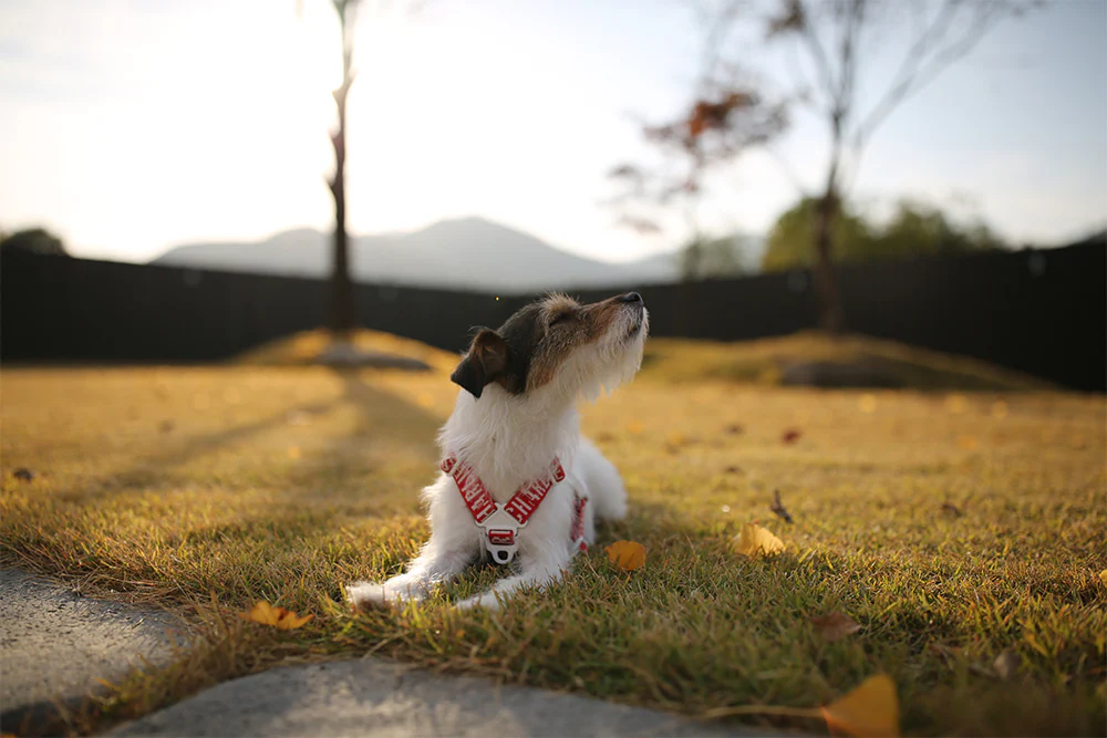 "Y" Shape Trip Harness for Dogs (FINAL SALE) - Image 10