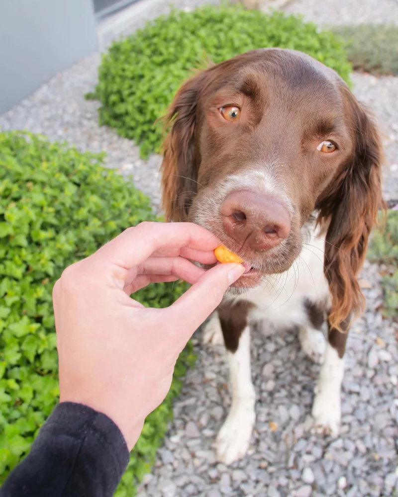 Cheddar Cheese Crunchies Dog Treats - Image 4