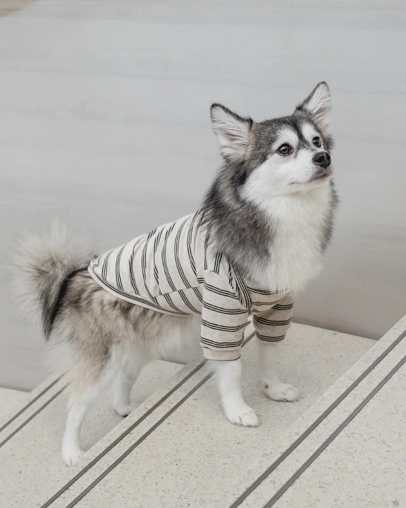 Chelsea Dog Tee in Earth (FINAL SALE) - Image 4