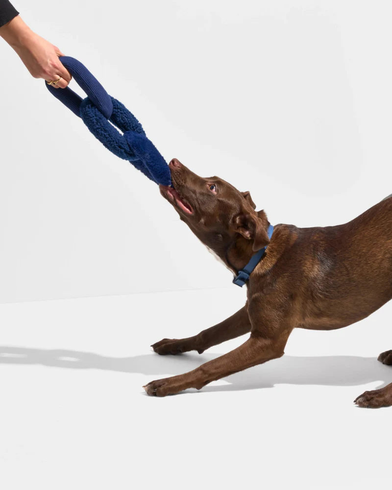 Chew Chain Squeaker Dog Tug Toy in Navy - Image 3