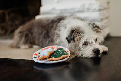 Christmas Eve Cookies for Santa Paws Dog Toy Set - Image 7