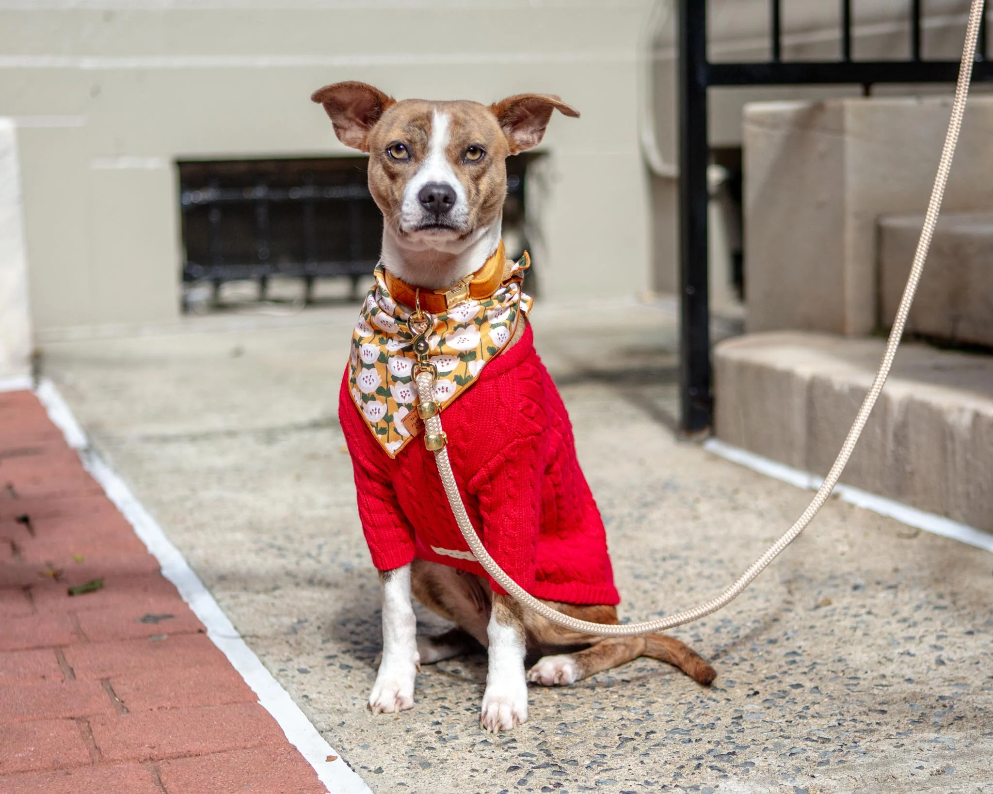 Classic Cable Knit Dog Cardigan in Red - Image 6