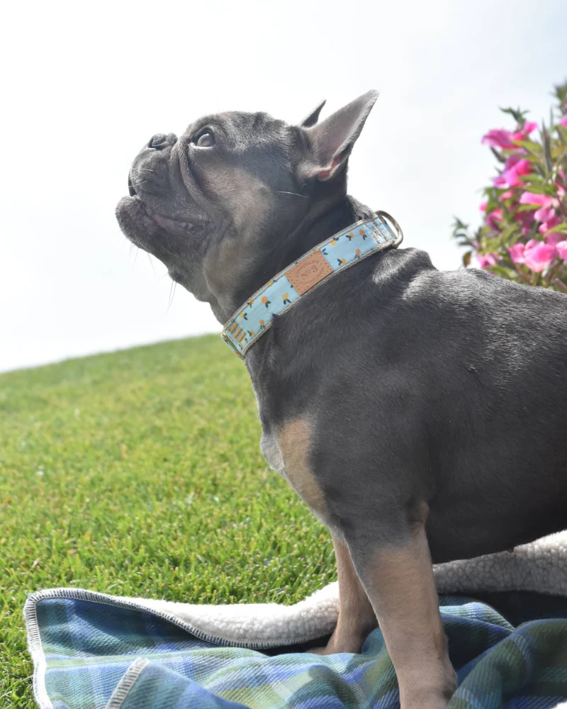 Clementine Dog Lead (Made in the USA) - Image 2