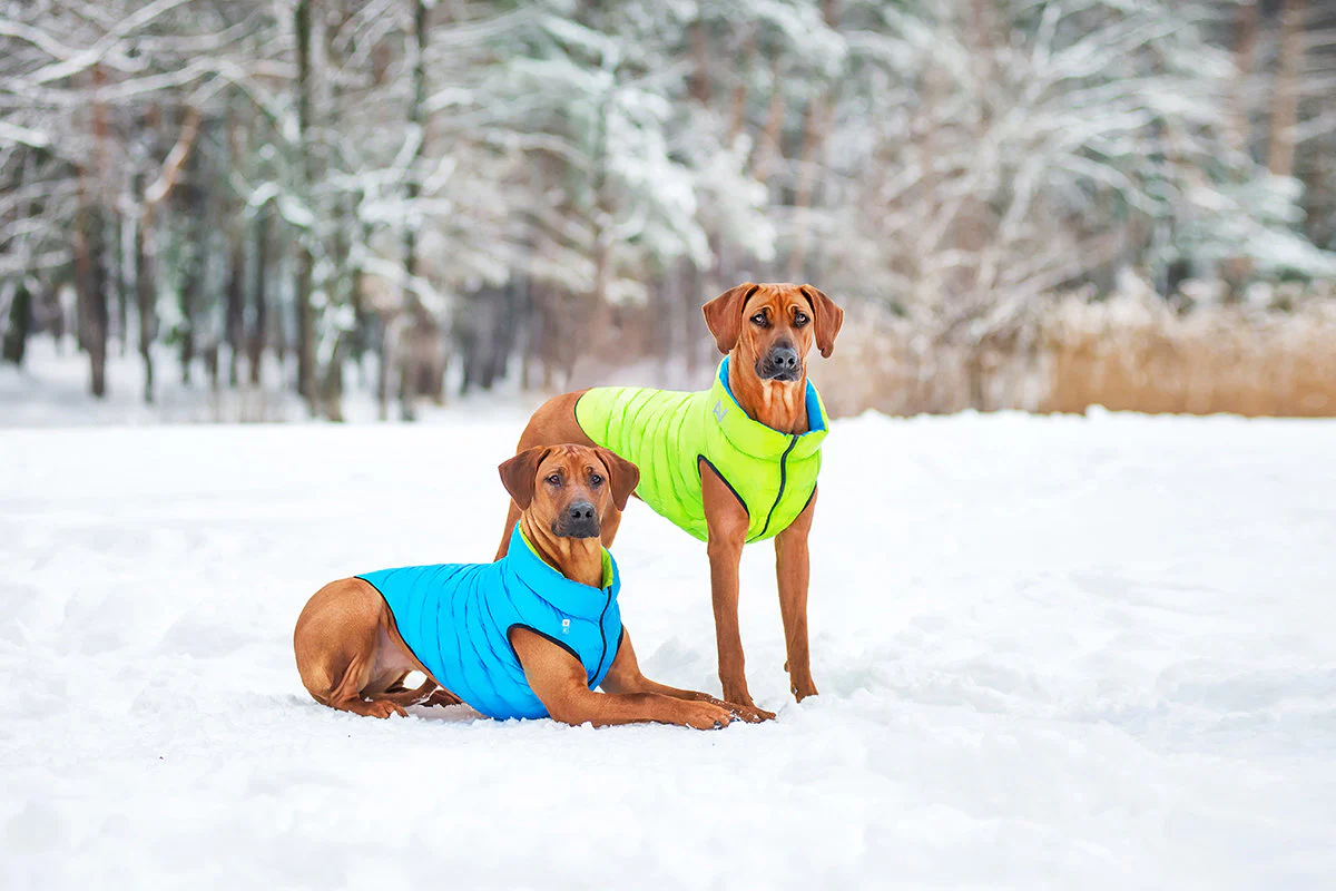 COLLAR BRAND | Reversible AiryVest in Light Green and Blue (with Harness Hole) - Image 3