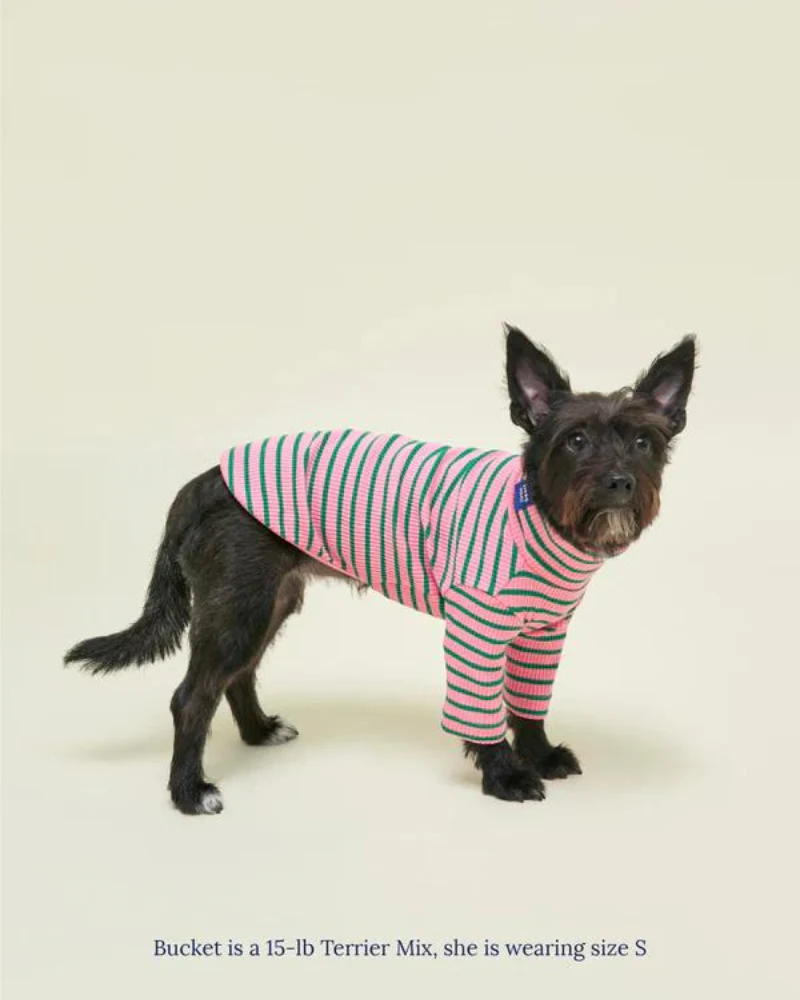 College Dropout Ribbed Dog Pullover - Image 6