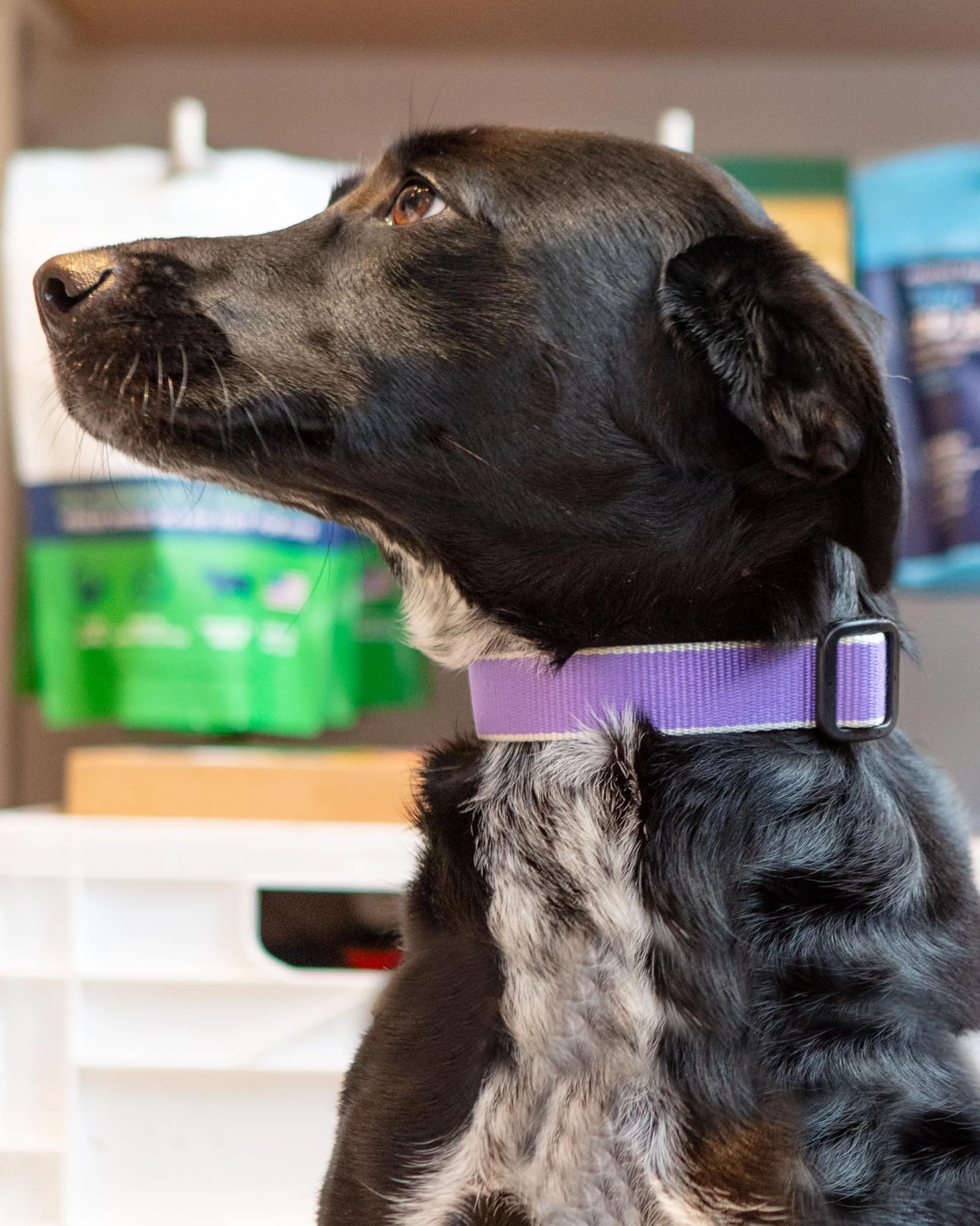 Color Market Bamboo Dog Collar in Lavender (Made in the USA)