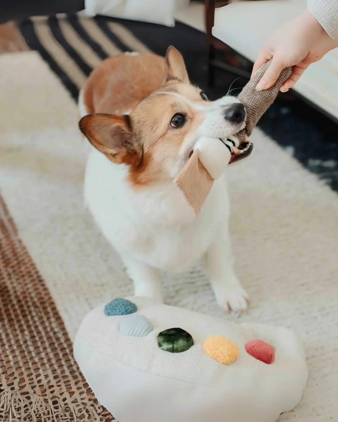 Color Palette Set Dog Enrichment Toy (FINAL SALE) - Image 3