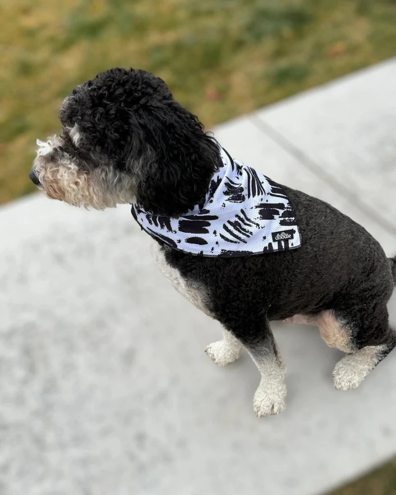 Cooling Dog Bandana in Berne (FINAL SALE) - Image 3