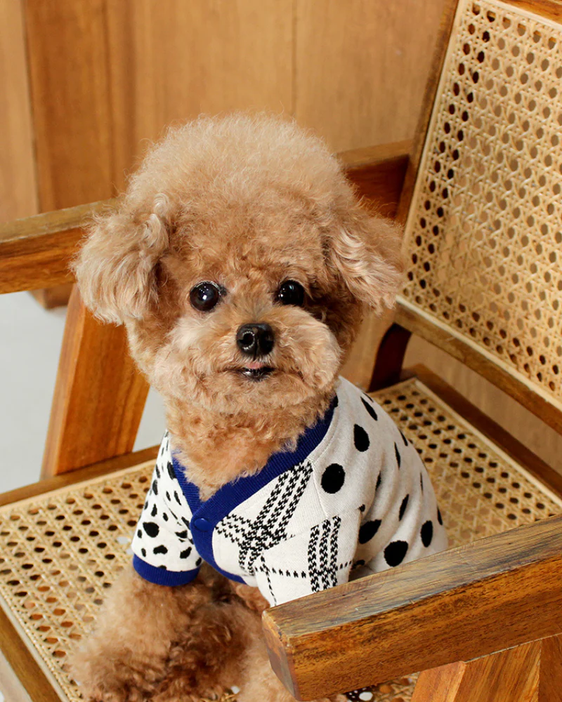 Dalmatian Dot Cardigan for Dogs (FINAL SALE) - Image 2