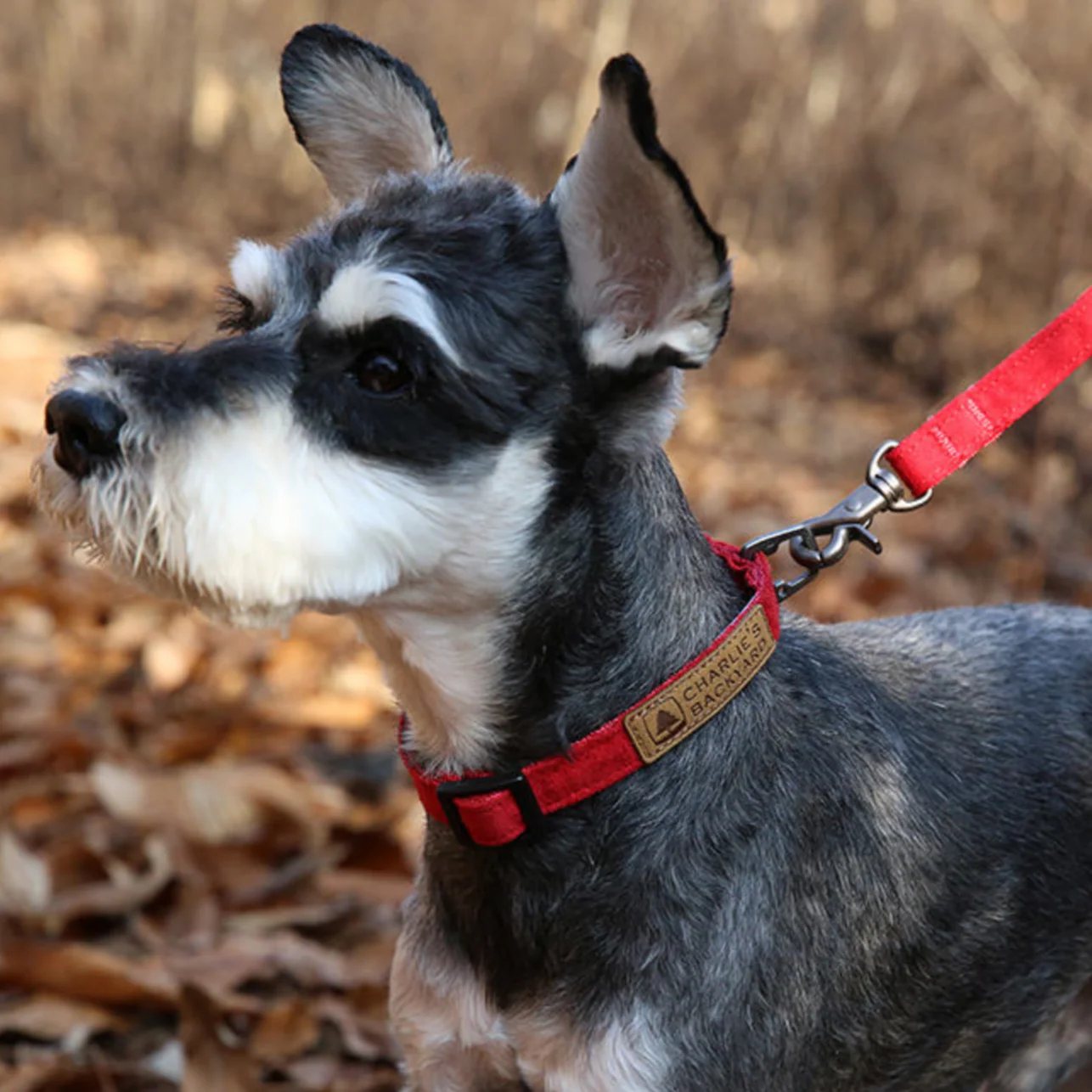 Easy Dog Collar in Red - Image 2
