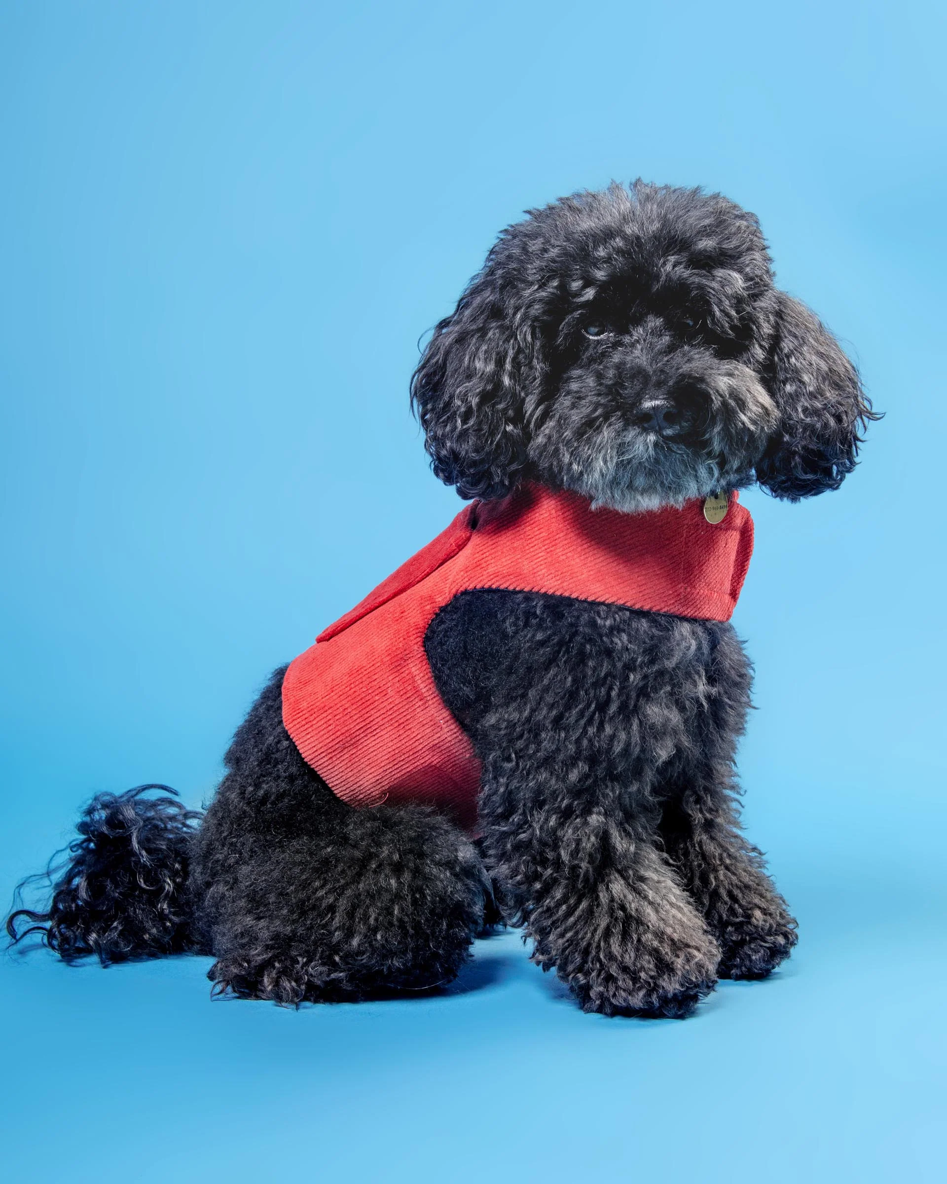 Corduroy Dog Harness in Cherry (Made in the USA) (FINAL SALE)