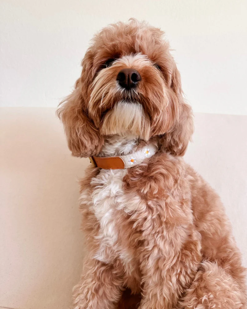 Cotton + Leather Daisy Dog Collar - Image 5