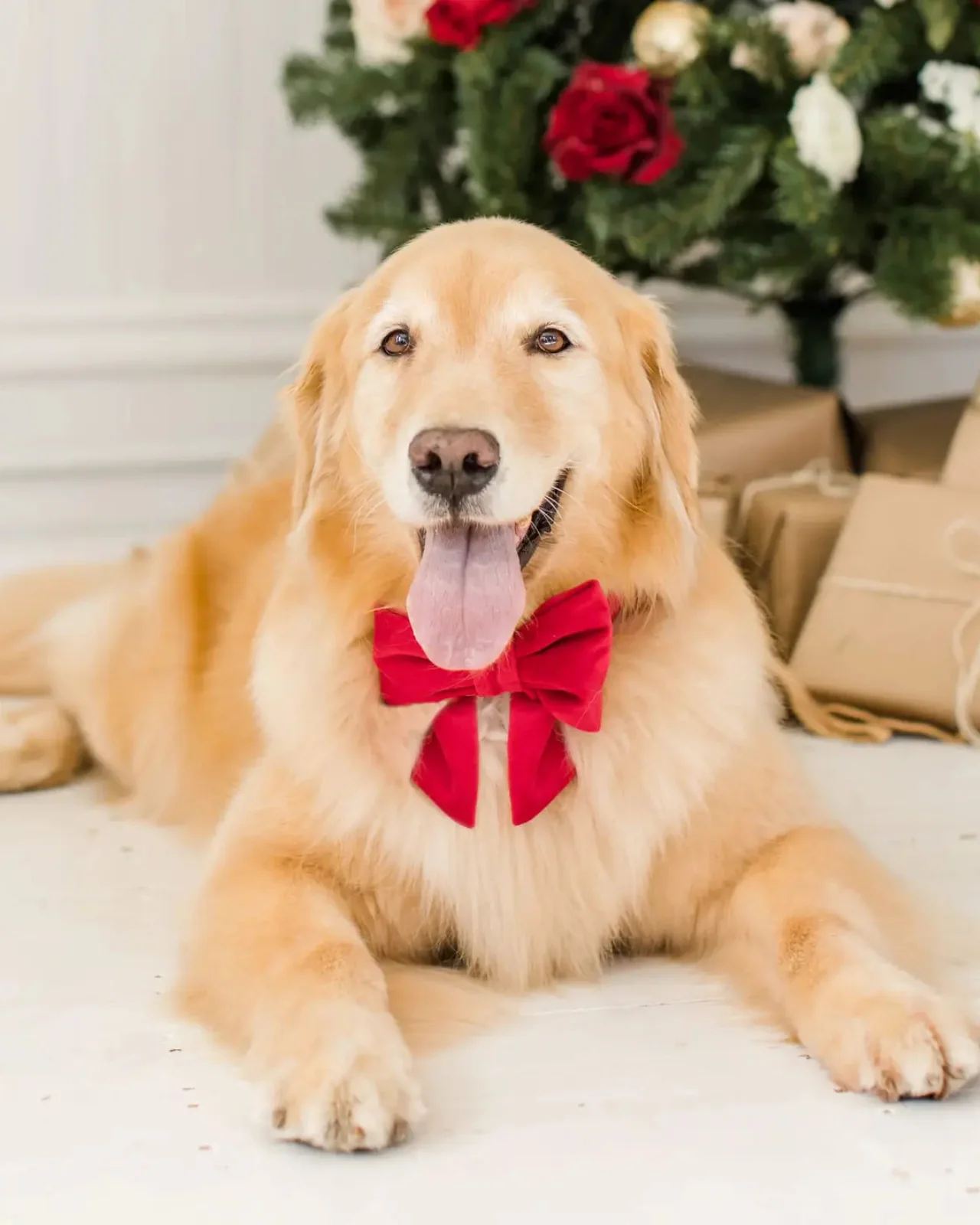 Cranberry Velvet Dog Bow (Made in the USA)