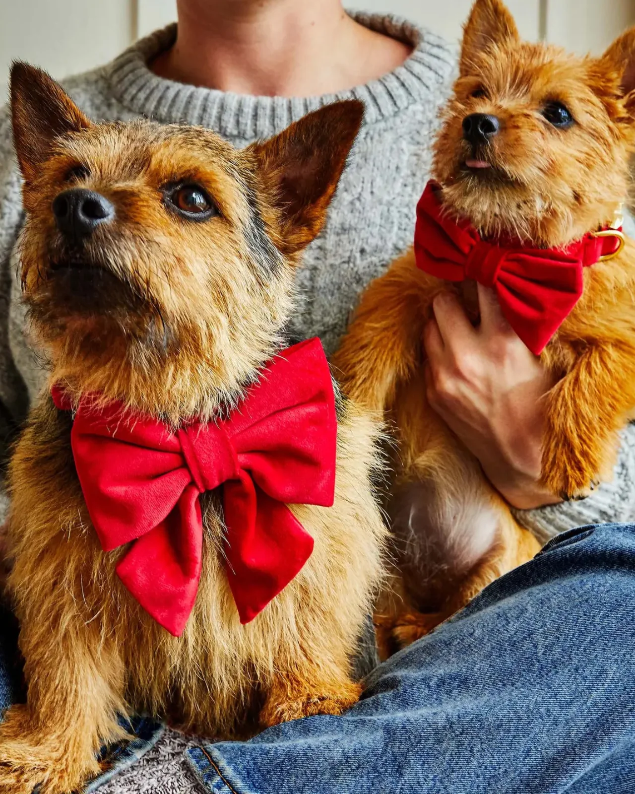 Cranberry Velvet Dog Bow (Made in the USA) - Image 2
