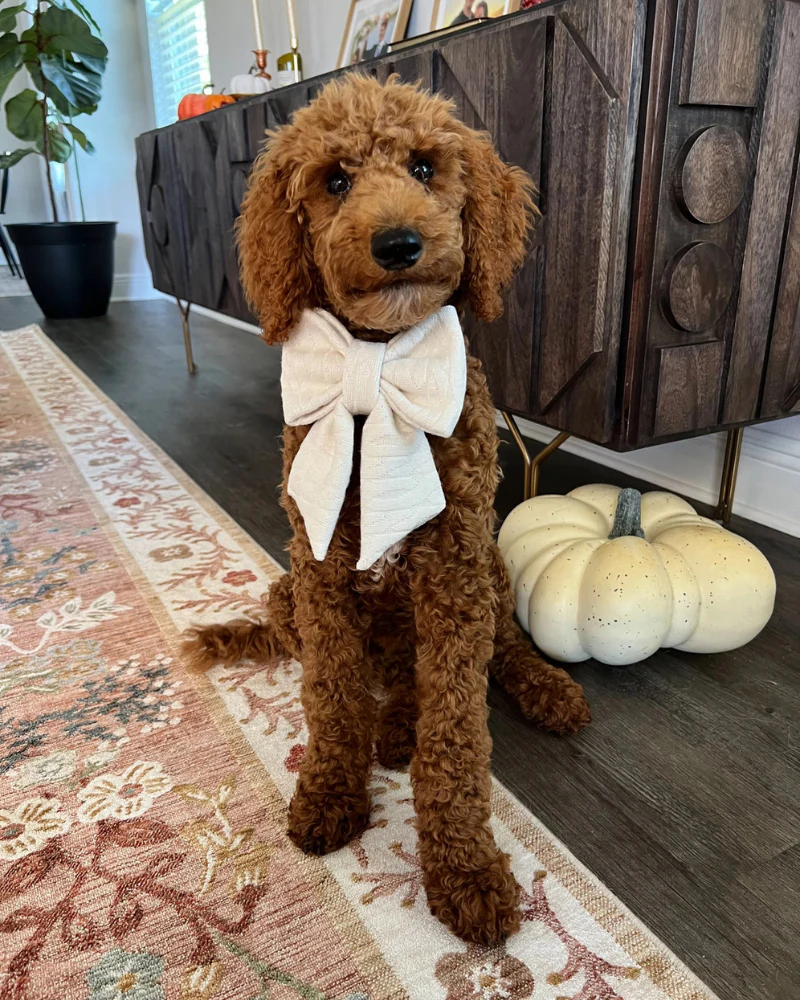 Cream Dog Sailor Bow-Tie - Image 3