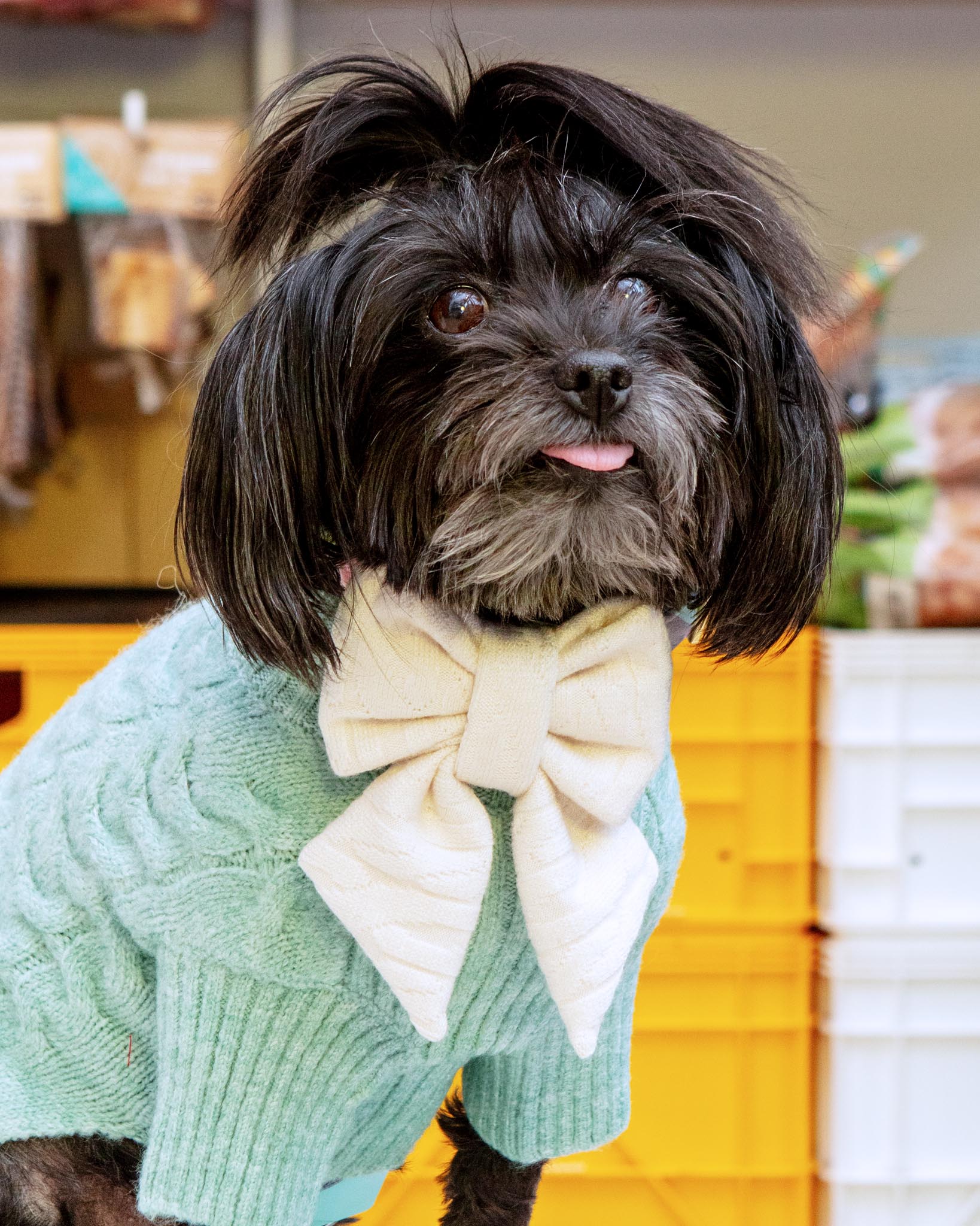 Cream Dog Sailor Bow-Tie - Image 4