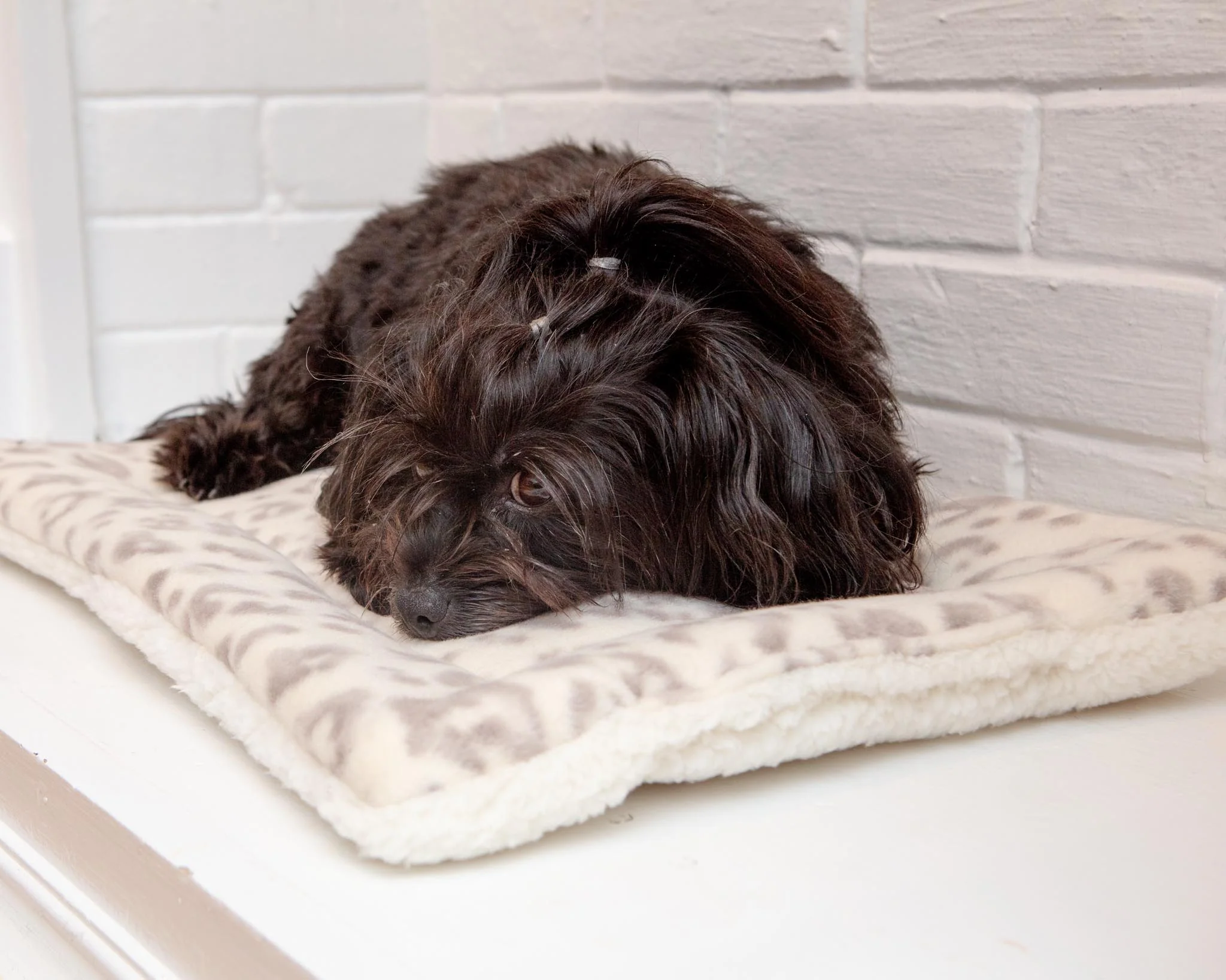 Cream Leopard Plush Fleece Pet Napping Mat (Made in the USA) (FINAL SALE) - Image 2