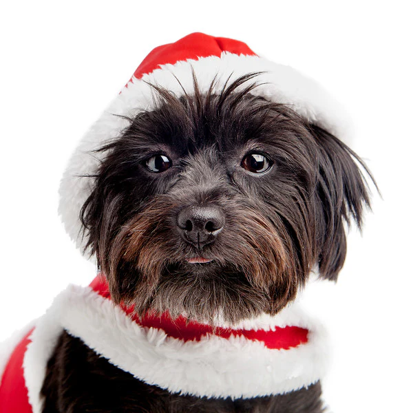 CROCI | Christmas Harness - Image 4