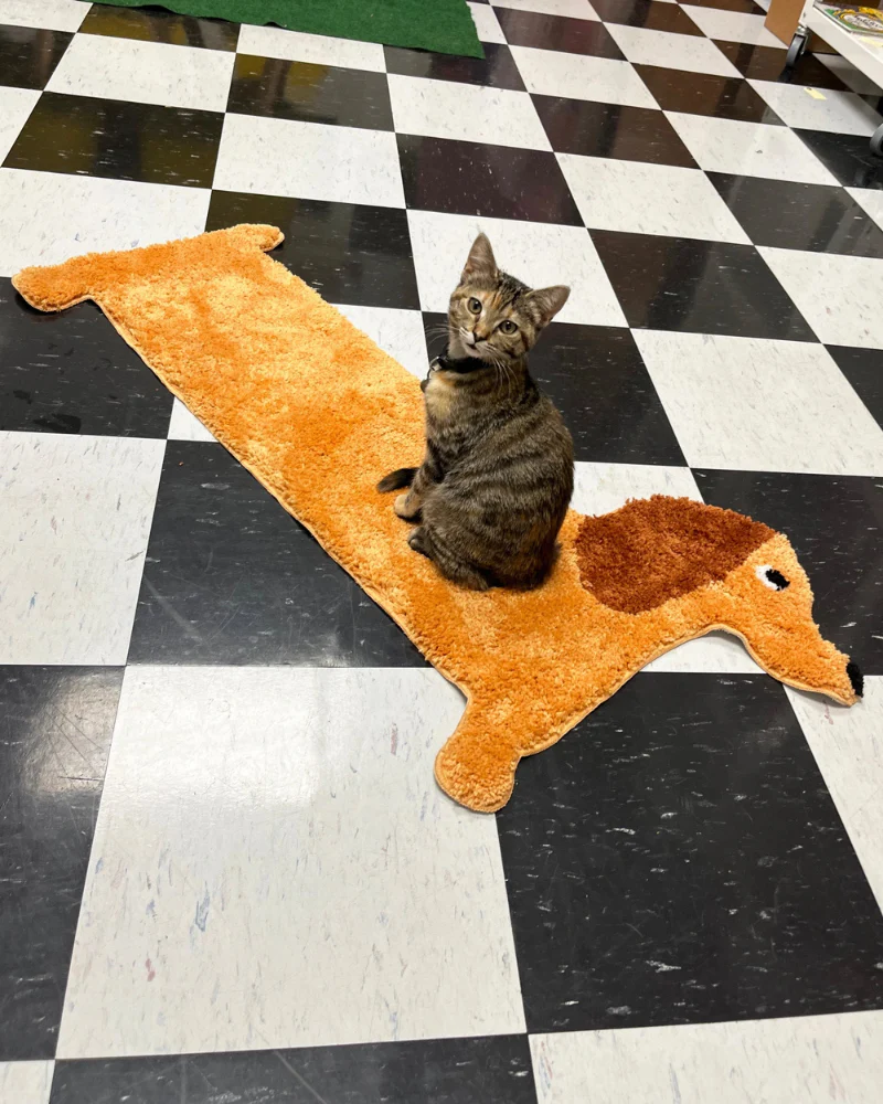 Dachshund Door, Bath + Feeding Mat - Image 5