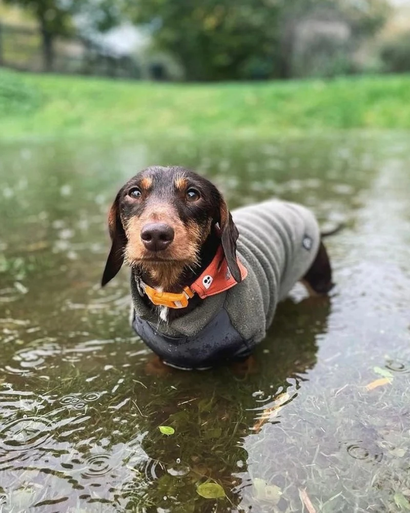 Dachshund Fleece Jumper with Waterproof Belly Panel (Made in the UK) - Image 2