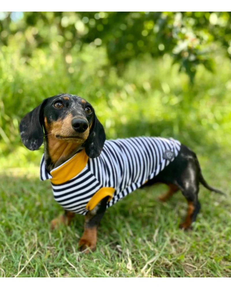 Dachshund Dog T-Shirt (Egg or Stripe) (Made in the UK) (FINAL SALE) - Image 12