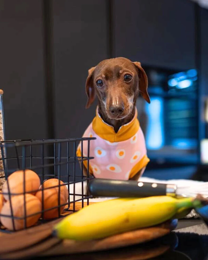 Dachshund Dog T-Shirt (Egg or Stripe) (Made in the UK) (FINAL SALE) - Image 4