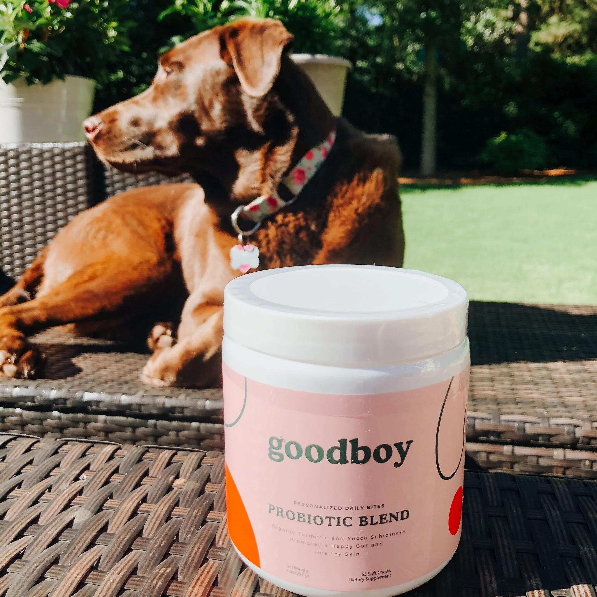 Daily Probiotic Blend Bites for Dogs - Image 6
