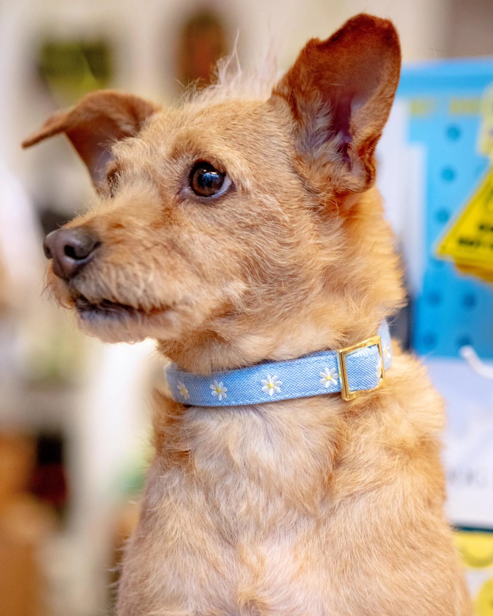 Daisy Embroidered Dog Collar