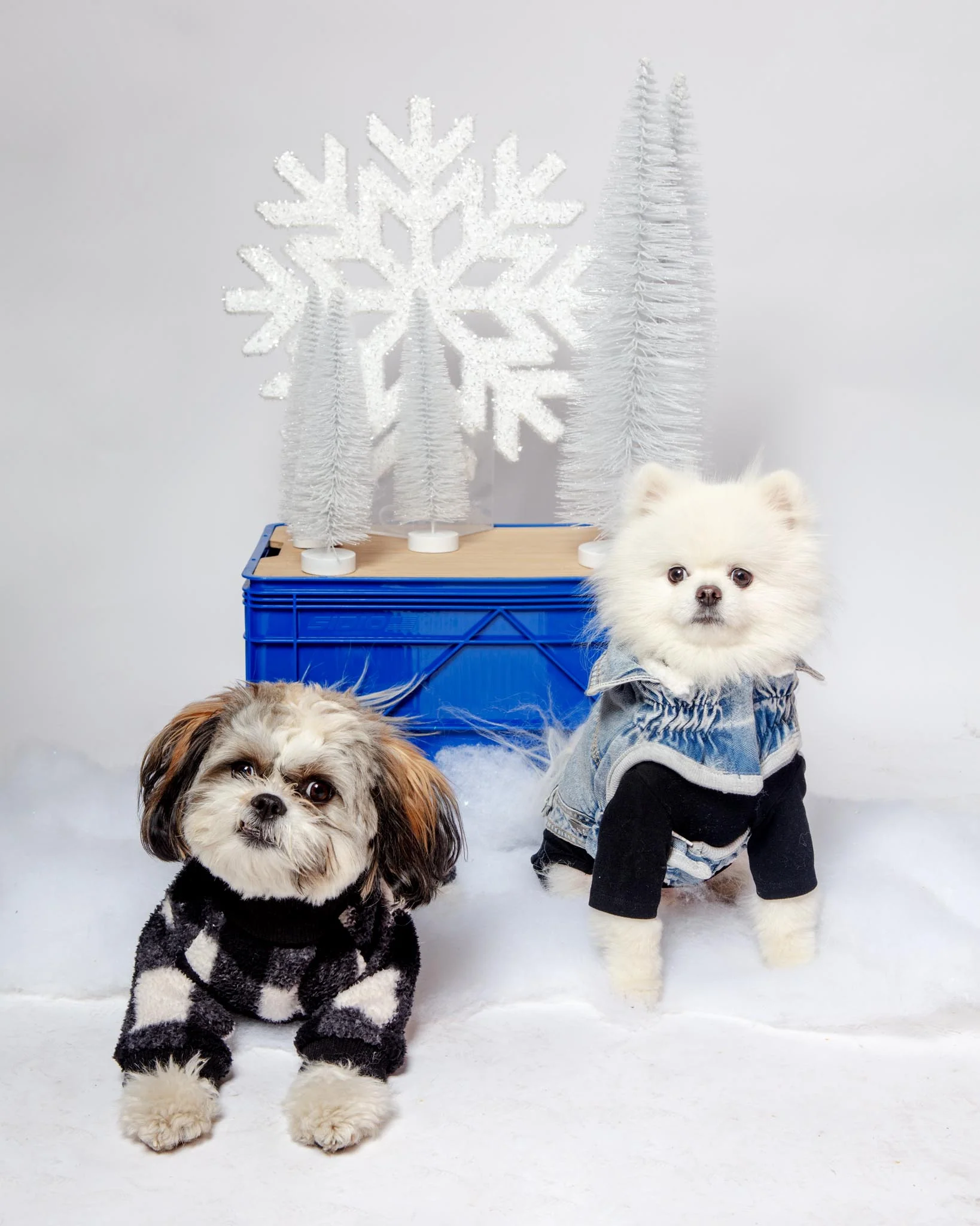 Denim Shearling Dog Jacket in Light Wash (FINAL SALE) - Image 11
